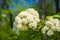 flowering viburnum and river