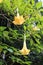 A Flowering Vine of Angel`s Trumpet with Yellow Flowers