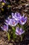 Flowering of violet crocuses