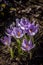 Flowering of violet crocuses