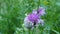 Flowering violet flowers and buds of the `meadow flake flower` Centaurea jacea