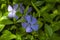 Flowering violet periwinkle. Curly periwinkle. Floral natural background
