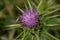 Flowering violet thistle