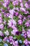 Flowering violet tufted pansy flowers