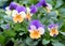 Flowering Violet of Vittrock, or garden pansies