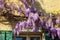 Flowering violet wisteria creeper on wall