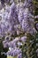 Flowering violet Wisteria Sinensis. Beautiful flowering Wisteria in garden. Selective focus