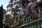 Flowering violet Wisteria Sinensis. Beautiful flowering Wisteria tree in garden