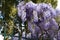 Flowering violet Wisteria Sinensis. Beautiful flowering Wisteria tree in garden
