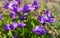 Flowering violets