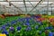 Flowering violets grown in modern greenhouse, selective focus