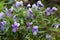 Flowering violets in summer garden. Purple Viola petals on green stem with leaves