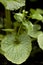 Flowering wasabi plant