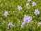 Flowering water hyacinths