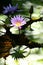 Flowering water lilies