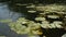 A flowering water lily floats in the river