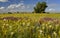 Flowering water meadow. Summer