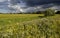 Flowering water meadow. Summer