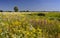 Flowering water meadow. Summer