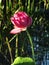 Flowering Waterlillies