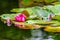 flowering Waterlillies on on the pond