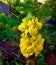 Flowering weed in yellow