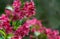 Flowering Weigela Bristol Ruby. Selective focus and close-up of beautiful bright pink flowers against evergreen in ornamental gard