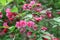 Flowering Weigela. Weigela Japonica low-growing shrub with red and pink flowers