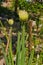 Flowering Welsh Onion Plant