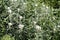 Flowering of Western pearly everlasting or Anaphalis margaritacea in garden. general view of group of plants