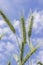 Flowering wheat: stamens of the green ear. Sky background