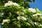 Flowering White Blossom Crataegus persimilis `Prunifolia` Broad Leaved Cockspur Thorn Tree,  plumleaf hawthorn