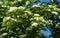 Flowering White Blossom Crataegus persimilis `Prunifolia` Broad Leaved Cockspur Thorn Tree,  plumleaf hawthorn