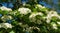 Flowering White Blossom Crataegus persimilis `Prunifolia` Broad Leaved Cockspur Thorn Tree,  plumleaf hawthorn