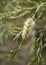 Flowering white bottlebrush