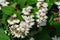 Flowering white Fuzzy Deutzia, Deutzia scabra in summer garden. White flowers deutzia crenata