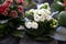 Flowering white kalanchoe blossfeldiana plant at the garden shop in spring