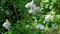 Flowering white lilac in a nature