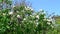 Flowering white lilac in a nature