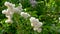 Flowering white lilac in a nature