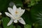 Flowering White Lotus Flower in Wetlands