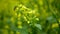 Flowering white mustard Sinapis alba detail close-up field, bee pollination pollinates collect nectar honey Apis