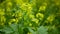 Flowering white mustard Sinapis alba detail close-up field, farm bio organic farming, soil climate change, landscape