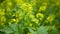 Flowering white mustard Sinapis alba detail close-up field, farm bio organic farming, soil climate change, landscape