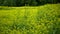 Flowering white mustard Sinapis alba field, farm bio organic farming, soil climate change, landscape agriculure land