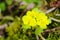 Flowering white mustard, sinapis alba, flowers, nature