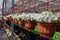 Flowering white petunias in orange pots, hanged on rope in flower market