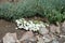 Flowering white phlox subulata in April