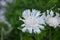 Flowering White Pincushion Flowers in a Garden