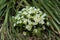 Flowering white primula